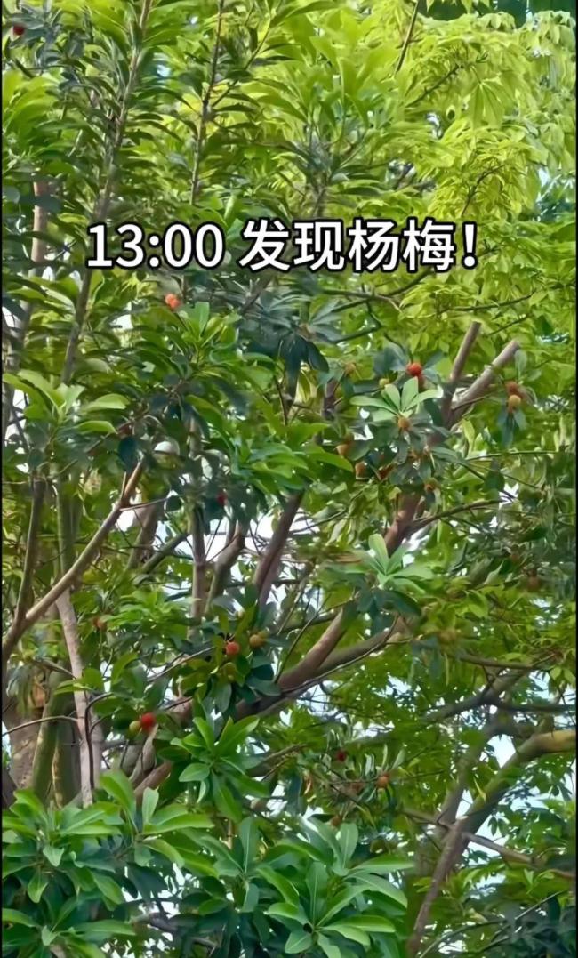 官方回應(yīng)深圳北站可以摘楊梅 公園提醒勿隨意采摘食用