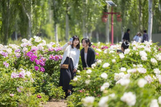 北京延慶大榆樹鎮(zhèn)牡丹賞花季啟幕