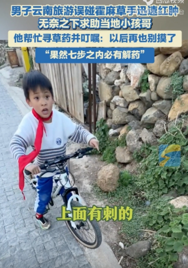 男子旅游誤碰霍麻草手迅速紅腫