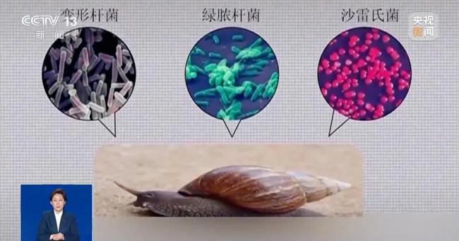 提醒！雨后遇到這種大蝸牛千萬(wàn)別碰