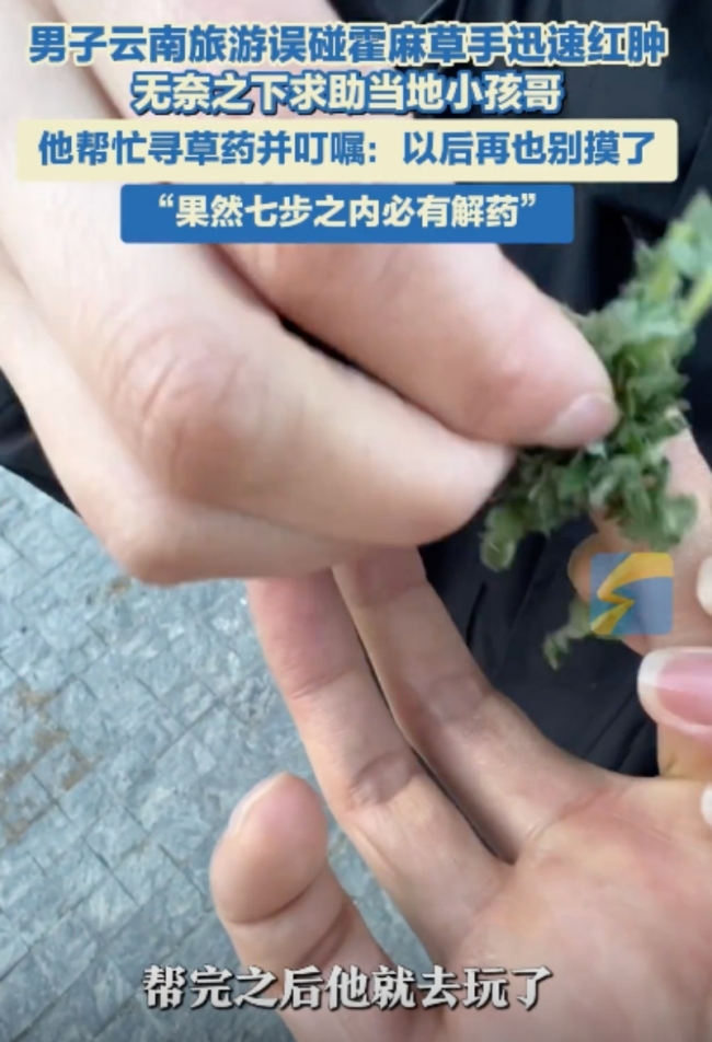 男子旅游誤碰霍麻草手迅速紅腫