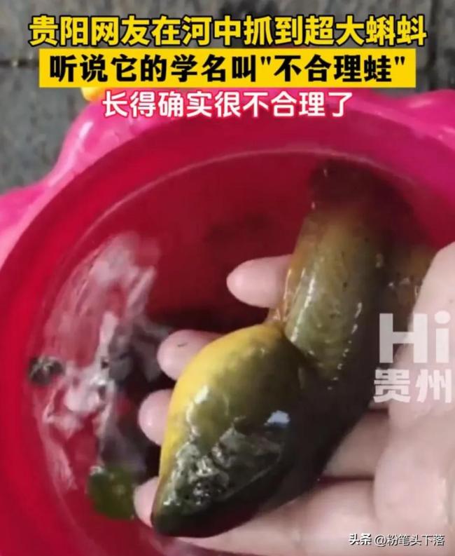 貴陽網(wǎng)友河中捕獲巨型蝌蚪 超大蝌蚪引發(fā)熱議