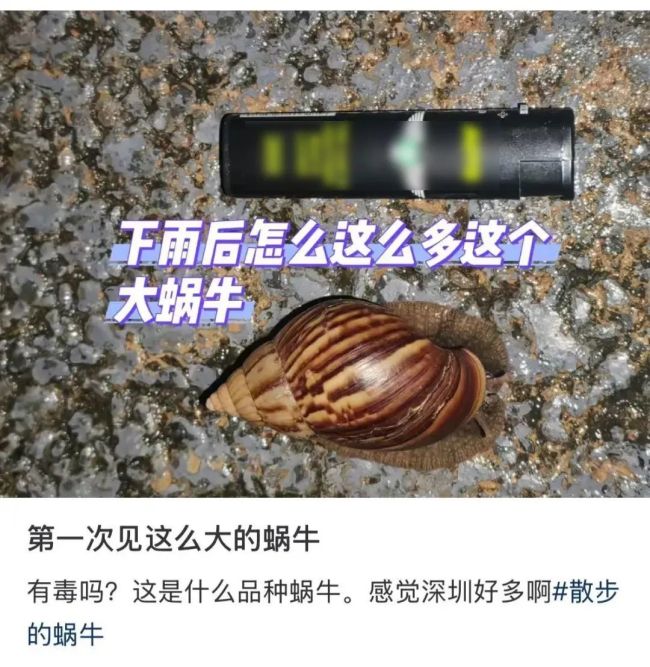 提醒,！雨后遇到這種大蝸牛千萬別碰