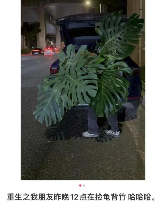 網(wǎng)傳全深圳都在綠化帶撿龜背竹 消息不實引發(fā)烏龍