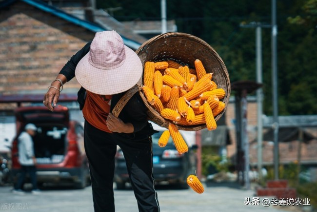 玉米“一夜反轉(zhuǎn)” 又跌了！貿(mào)易商心態(tài)受考驗(yàn)