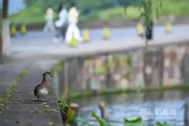 鴛鴦寶寶被困樹洞 眾人合力救助 西湖溫情救援記
