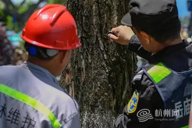 鴛鴦寶寶被困樹(shù)洞 眾人合力救助 西湖溫情救援記