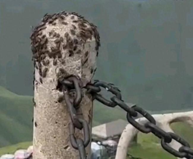 网友称武功山出现大批飞虫
