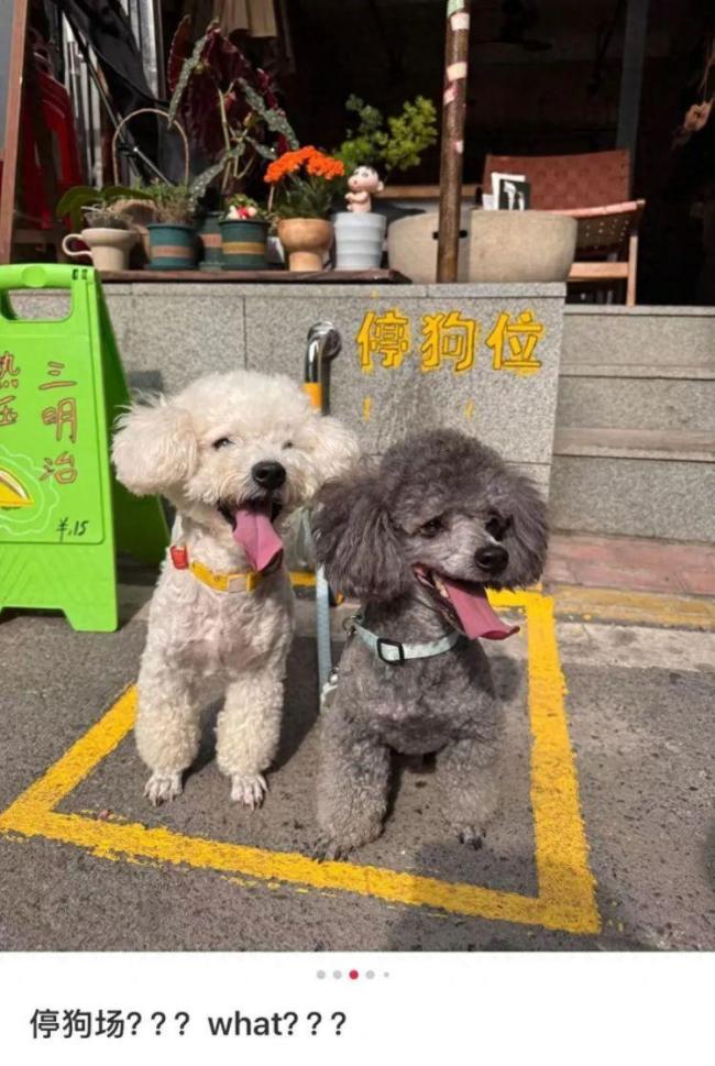 商铺门口设“停狗位” 吸引顾客打卡新招