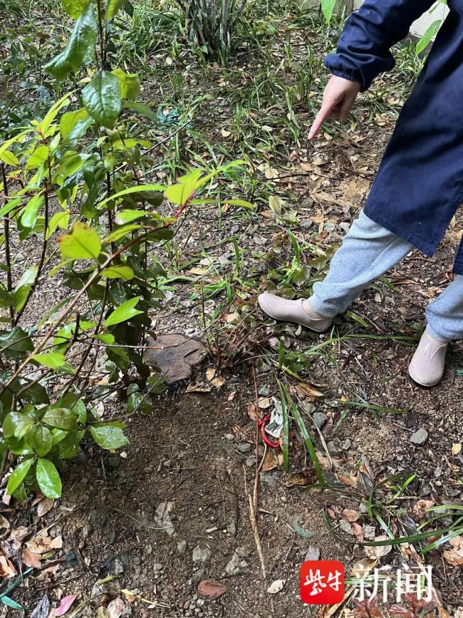 一小區(qū)被“斬首式”砍伐42棵樹 物業(yè)稱不知情引發(fā)爭議