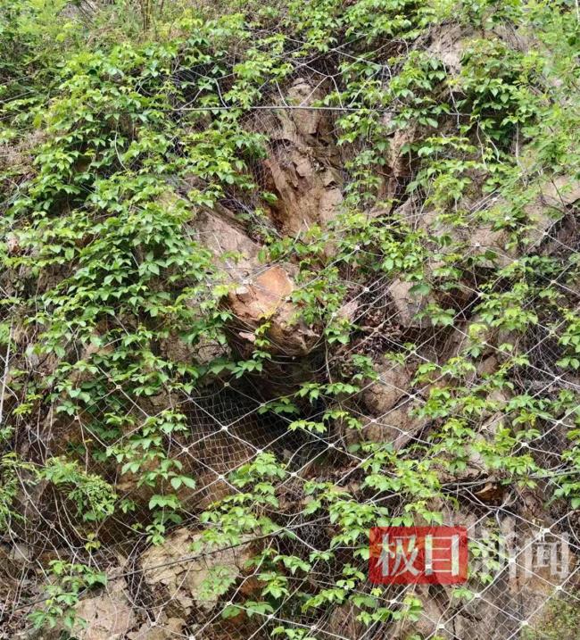 自駕被落石砸中身亡男子母親發(fā)聲 兒子是醫(yī)務工作者