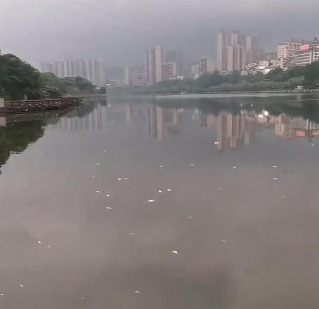 湖南怀化舞水河现大量死鱼 初夏水华致鱼类死亡