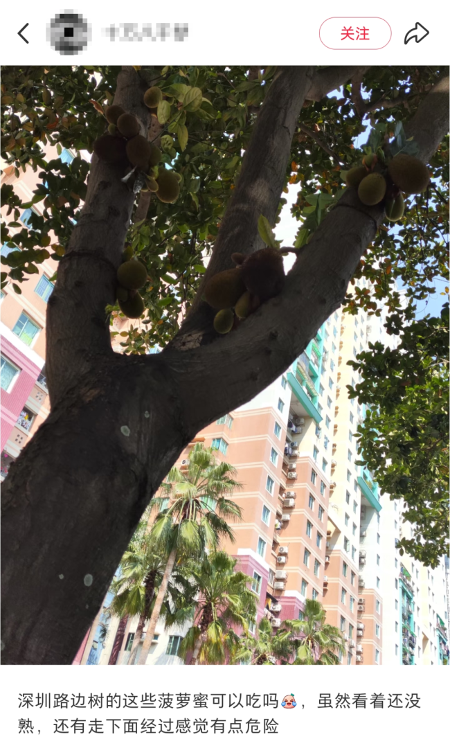 深圳路邊樹(shù)上掛滿菠蘿蜜 觀賞勿食