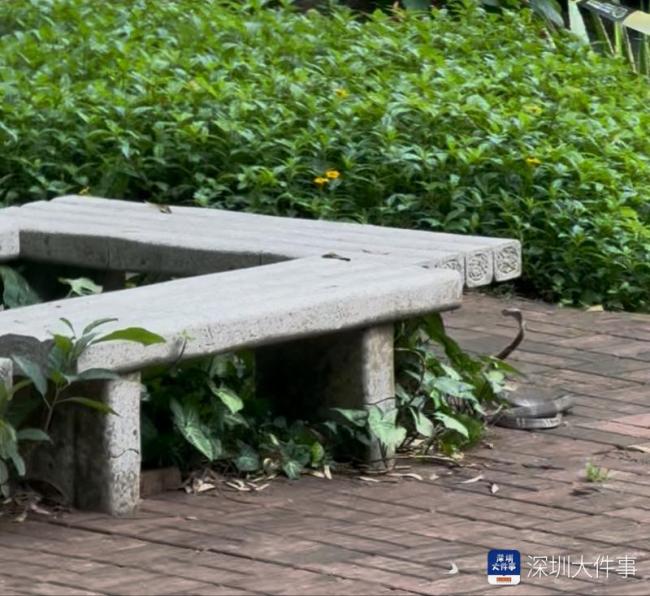 深圳蓮花山公園再次出現(xiàn)眼鏡蛇 市民擔(dān)憂增加