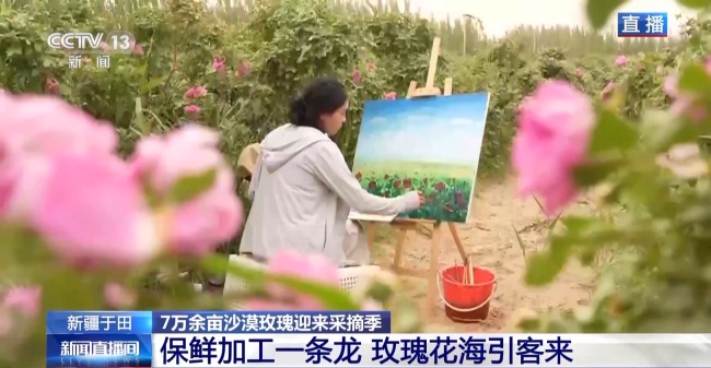 塔克拉瑪幹沙漠“鎖邊合龍”時種植的玫瑰花開了