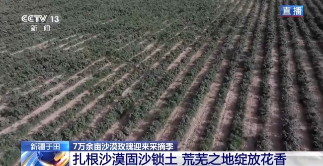 塔克拉瑪干沙漠“鎖邊合龍”時(shí)種植的玫瑰花開(kāi)了