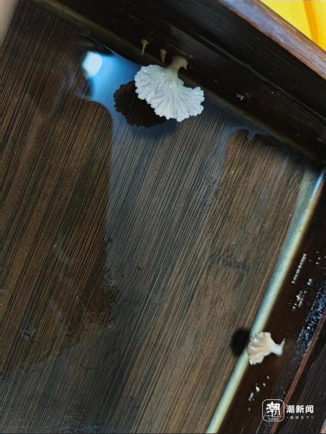 綠化帶蘑菇瘋長(zhǎng) 當(dāng)心蘑界殺手有劇毒 雨后密集出現(xiàn)