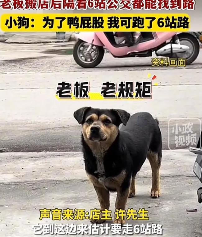 烤鴨店搬家小狗跑6站地找來