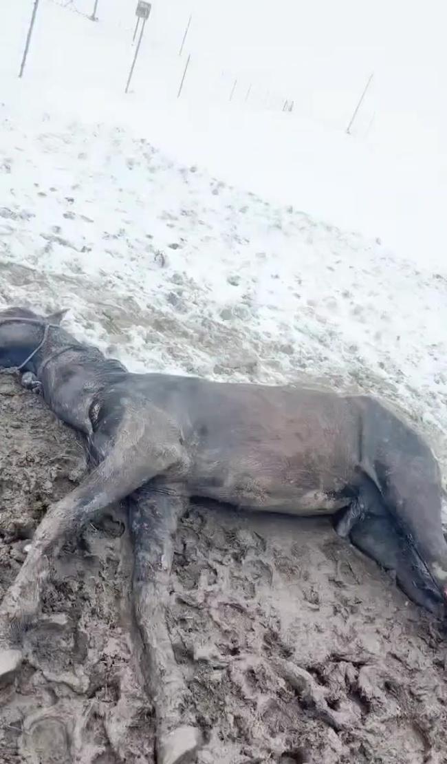 內(nèi)蒙古暴雪致多匹馬失溫凍死