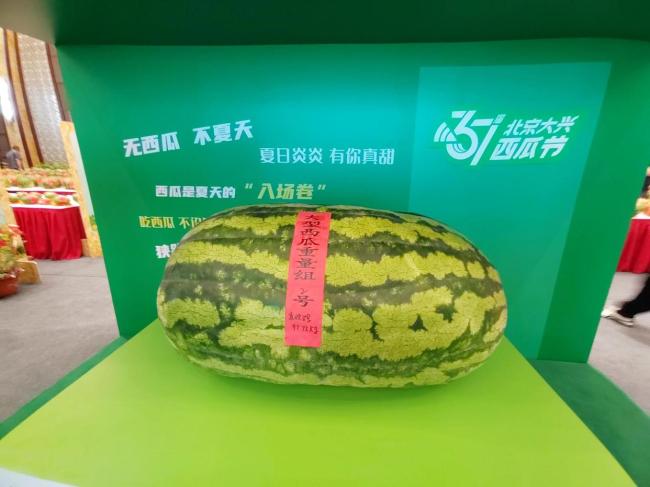 今年“瓜王”重達97.75公斤 新紀錄誕生