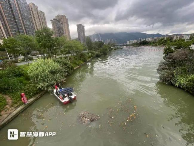 福州晉安湖出現(xiàn)大量死魚 強(qiáng)對流天氣致缺氧死亡