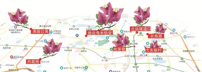 昆明的夏天開滿了會變色的花 城市角落的浪漫色彩