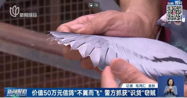 23只賽用信鴿被盜市場估值超50萬 蟊賊識貨斷羽盜鴿