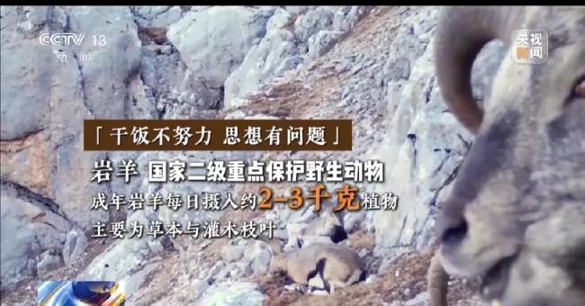 近80臺(tái)紅外相機(jī)拍巖羊雪豹兔猻等，網(wǎng)友：想看直播,！