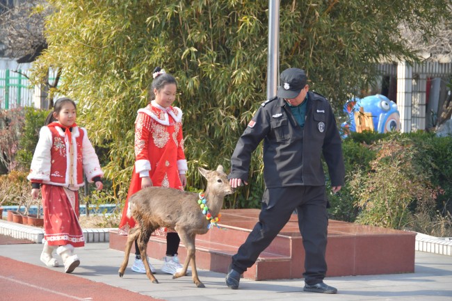 校園放養(yǎng)的梅花鹿成師生團(tuán)寵,！