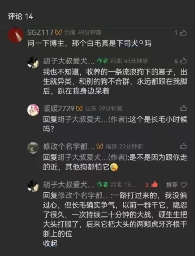 中國下司犬外網(wǎng)爆火 被稱為中國狗王 王者風(fēng)范征服全球
