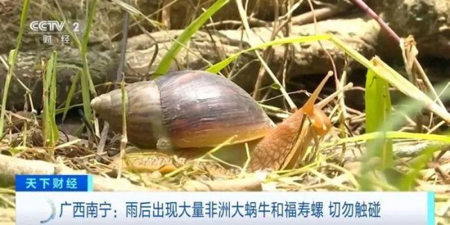 南寧雨后出現(xiàn)大量非洲大蝸牛 勿隨意觸摸