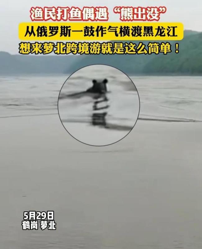 黑熊從俄羅斯跨境游到中國 當?shù)鼗貞?yīng) 提醒村民注意安全