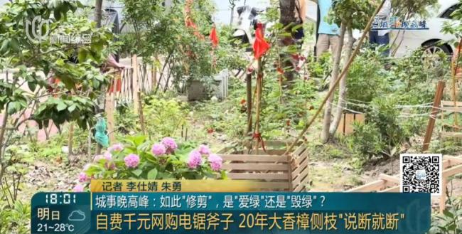 老人鋸斷20年香樟樹枝干：拿我怎樣 私自修剪引發(fā)爭議