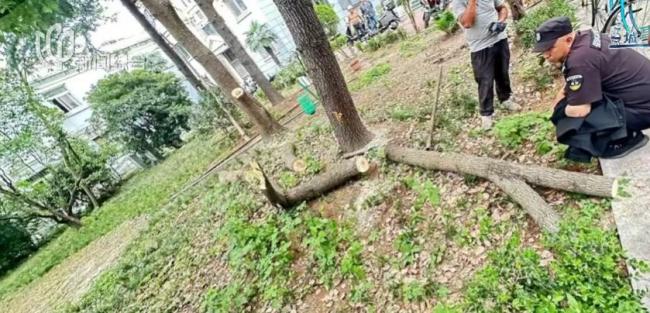 老人鋸斷20年香樟樹枝干：拿我怎樣 私自修剪引發(fā)爭議