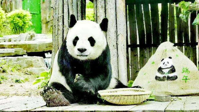 大連動物園1.5萬游客賞萌獸