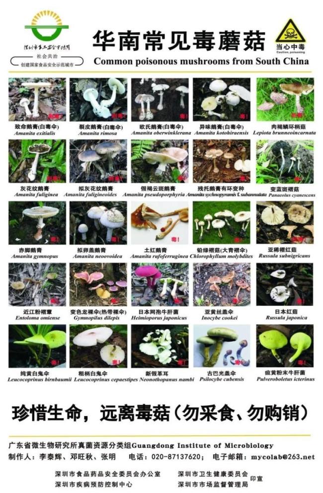 误食毒蘑菇可能致死 警惕野生蘑菇中毒