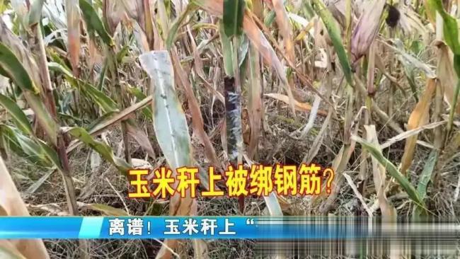 女子在麥地里發(fā)現(xiàn)尖銳的鋼筋 收割機(jī)前的“排雷”任務(wù)