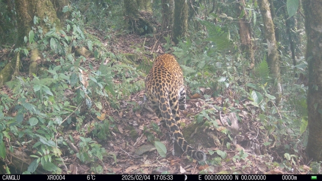 豹猫频频亮相国家自然保护区 生物多样性新发现