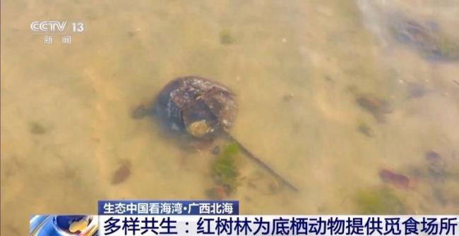 9图看海洋治理的中国方案 美丽海湾建设进展