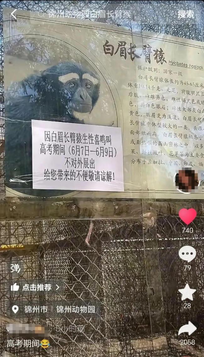 白眉长臂猿太爱叫被关禁闭