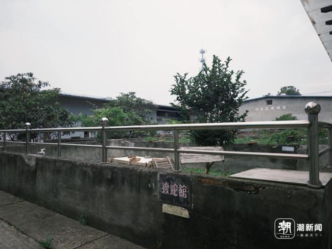 浙江一村养了上百万条蛇 蛇业兴村探秘