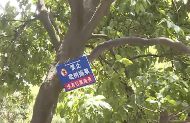 廣州街頭綠化荔枝被人隨意采摘 破壞綠化引關(guān)注
