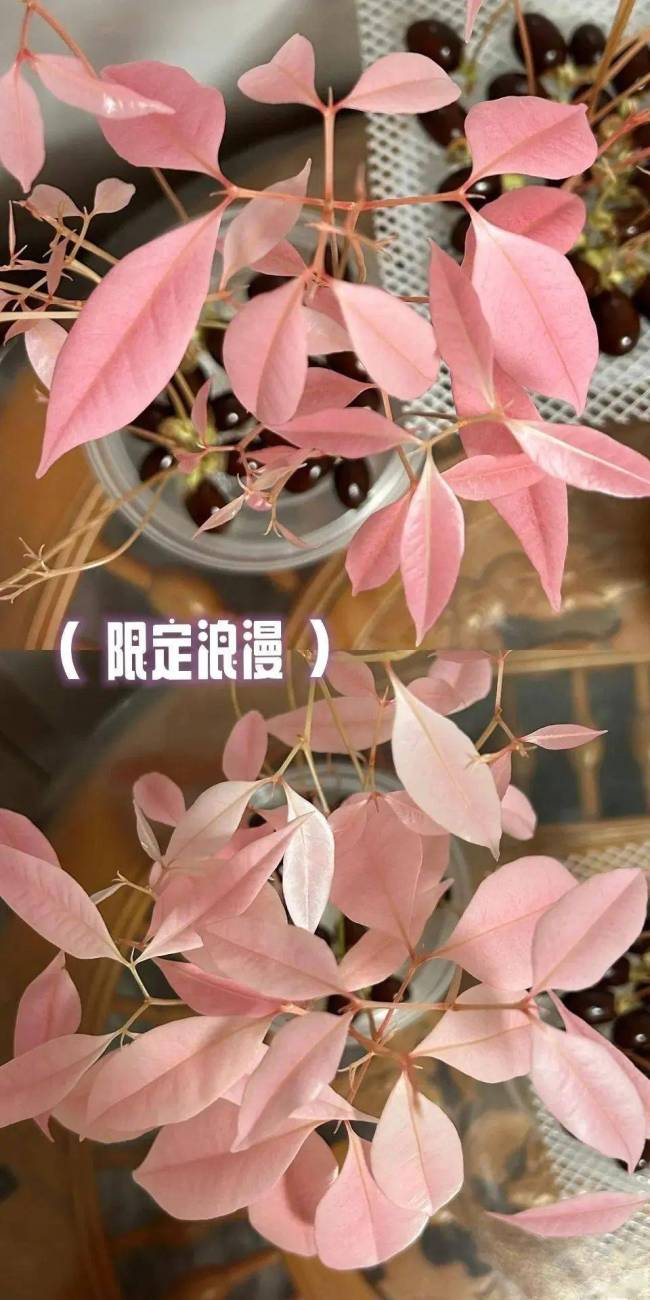 荔枝核秒变小盆栽 创意养花新潮流