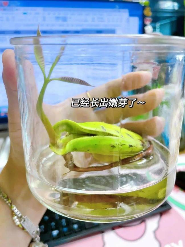 荔枝核秒变小盆栽 创意养花新潮流