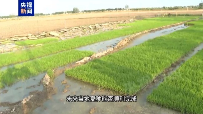 记者追踪安徽蚌埠秧苗成批死亡真相 沟渠水被污染
