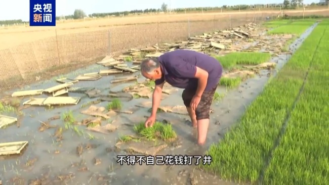 记者追踪安徽蚌埠秧苗成批死亡真相 沟渠水被污染