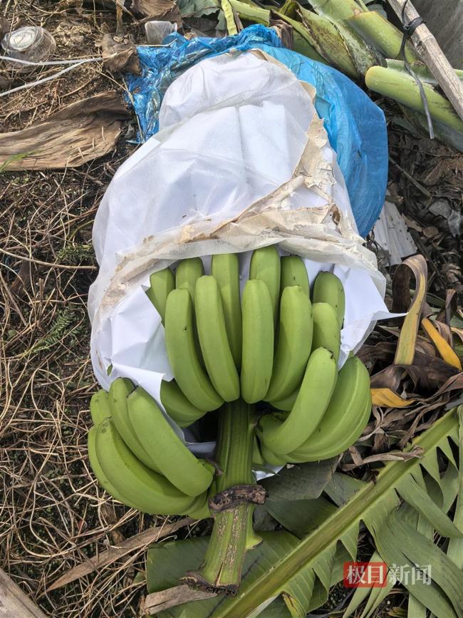 台风“蝴蝶”致海南香蕉种植户受损 果园损失惨重