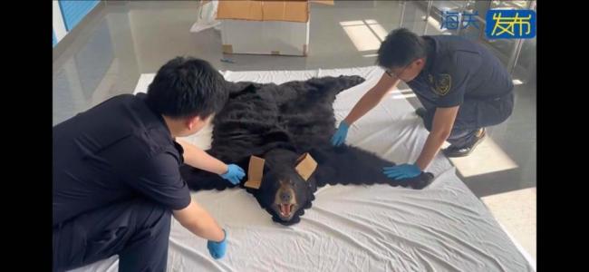 上海海关查获1张北美黑熊皮制品地毯 非法进口被拦截