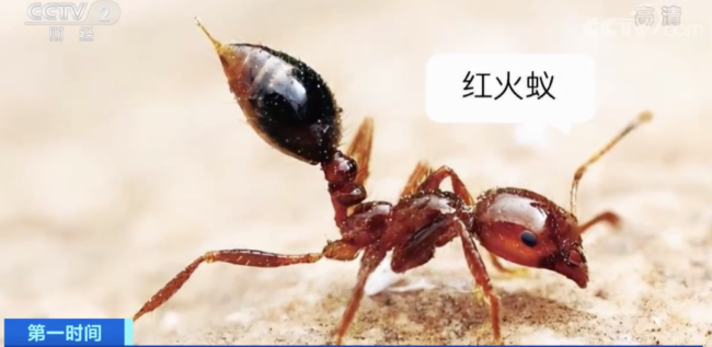 小螞蟻，大攻擊,！被這種螞蟻咬了會(huì)有多難受,？外出活動(dòng)時(shí)如何防范,？