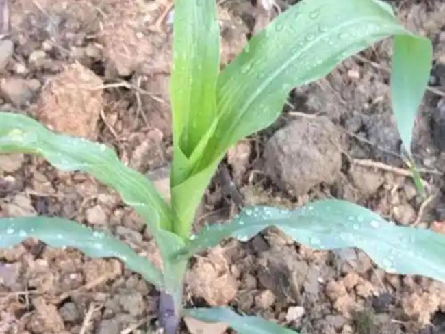 玉米苗后除草剂雨前还是雨后喷？雨后喷施效果更佳